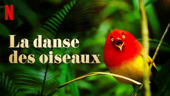 la danse des oiseaux netflix